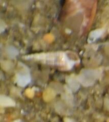 Cerithium vulgatum