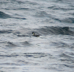 Synthliboramphus antiquus