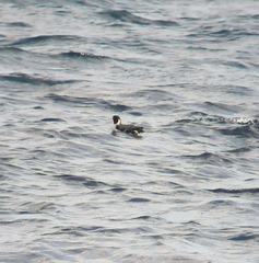 Synthliboramphus antiquus