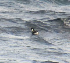 Synthliboramphus antiquus