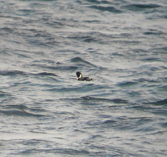 Synthliboramphus antiquus