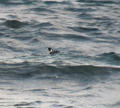 Synthliboramphus antiquus