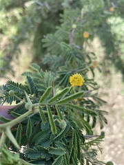 Vachellia tortuosa