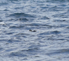 Synthliboramphus antiquus