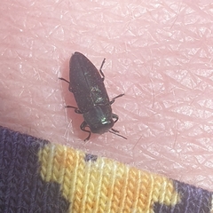 Diphucrania