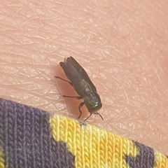 Diphucrania