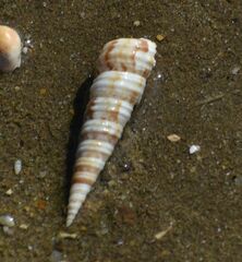 Turritellinella tricarinata