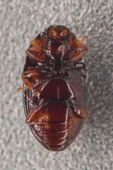 Mychocerus discretus