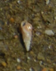 Cerithium vulgatum