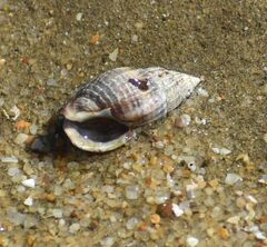 Tritia reticulata