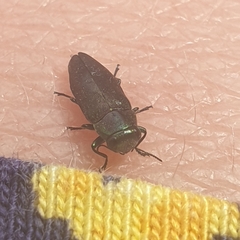 Diphucrania