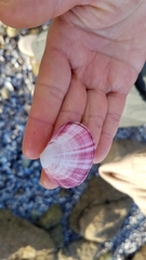 Semele rubropicta