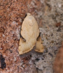 Micrathetis costiplaga