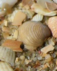 Ungulina rubra