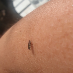Diphucrania