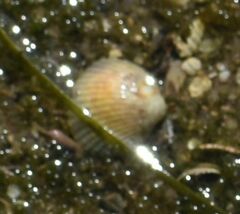 Cerastoderma glaucum