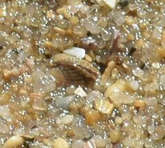 Acanthocardia tuberculata