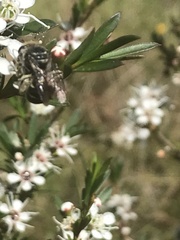 Lipotriches australica