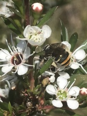 Lipotriches australica