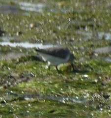 Calidris alpina