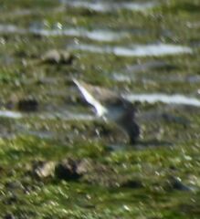 Calidris alpina