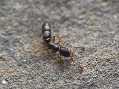 Ponera pennsylvanica