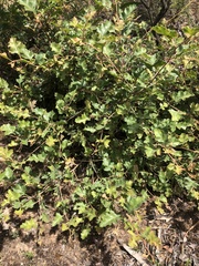 Grevillea dryophylla