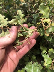 Grevillea dryophylla