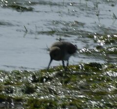 Calidris alpina