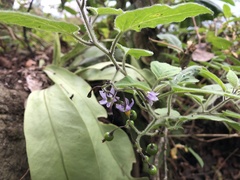 Solanum lyratum