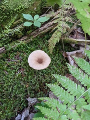Lactarius griseus