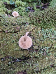 Lactarius griseus