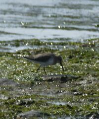 Calidris alpina