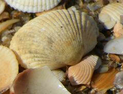 Cerastoderma edule