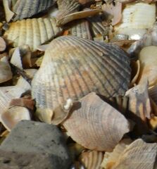 Cerastoderma