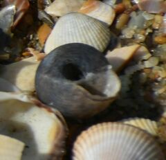 Steromphala umbilicalis