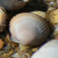 Cerastoderma edule