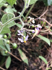 Solanum lyratum