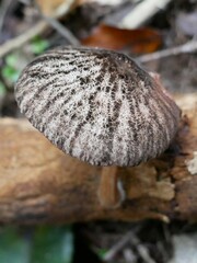 Pluteus perroseus
