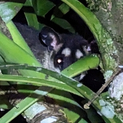 Philander opossum