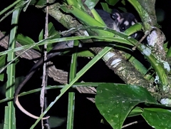 Philander opossum
