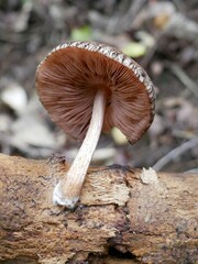 Pluteus perroseus