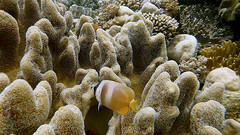 Chaetodon kleinii