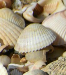 Cerastoderma glaucum