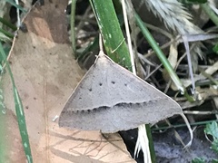 Epidesmia hypenaria