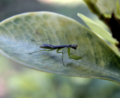 Odontomantis planiceps