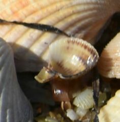 Cerastoderma glaucum