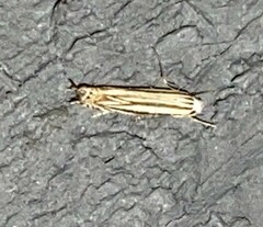 Polyhymno luteostrigella