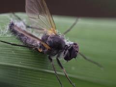 Furia ithacensis