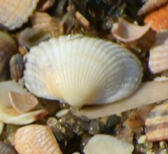 Cerastoderma edule